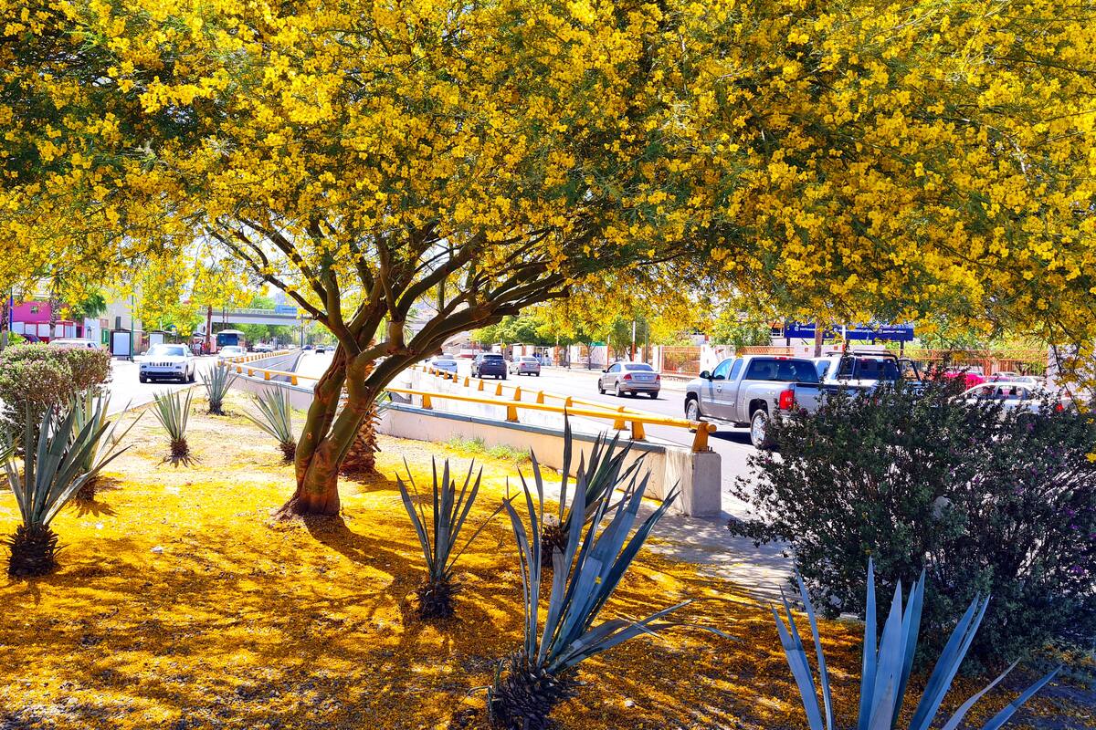 Vivero Municipal de Hermosillo regalará árboles nativos