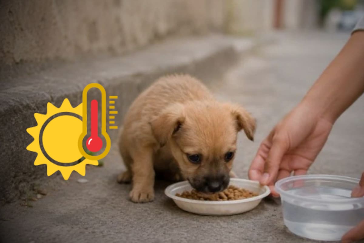 Alcalde propone imponer multas a las personas que alimenten perros callejeros, pidió “no darles purina ni agua”