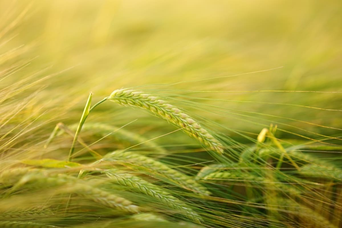 México advierte buen ciclo en agricultura de temporal en Primavera-Verano