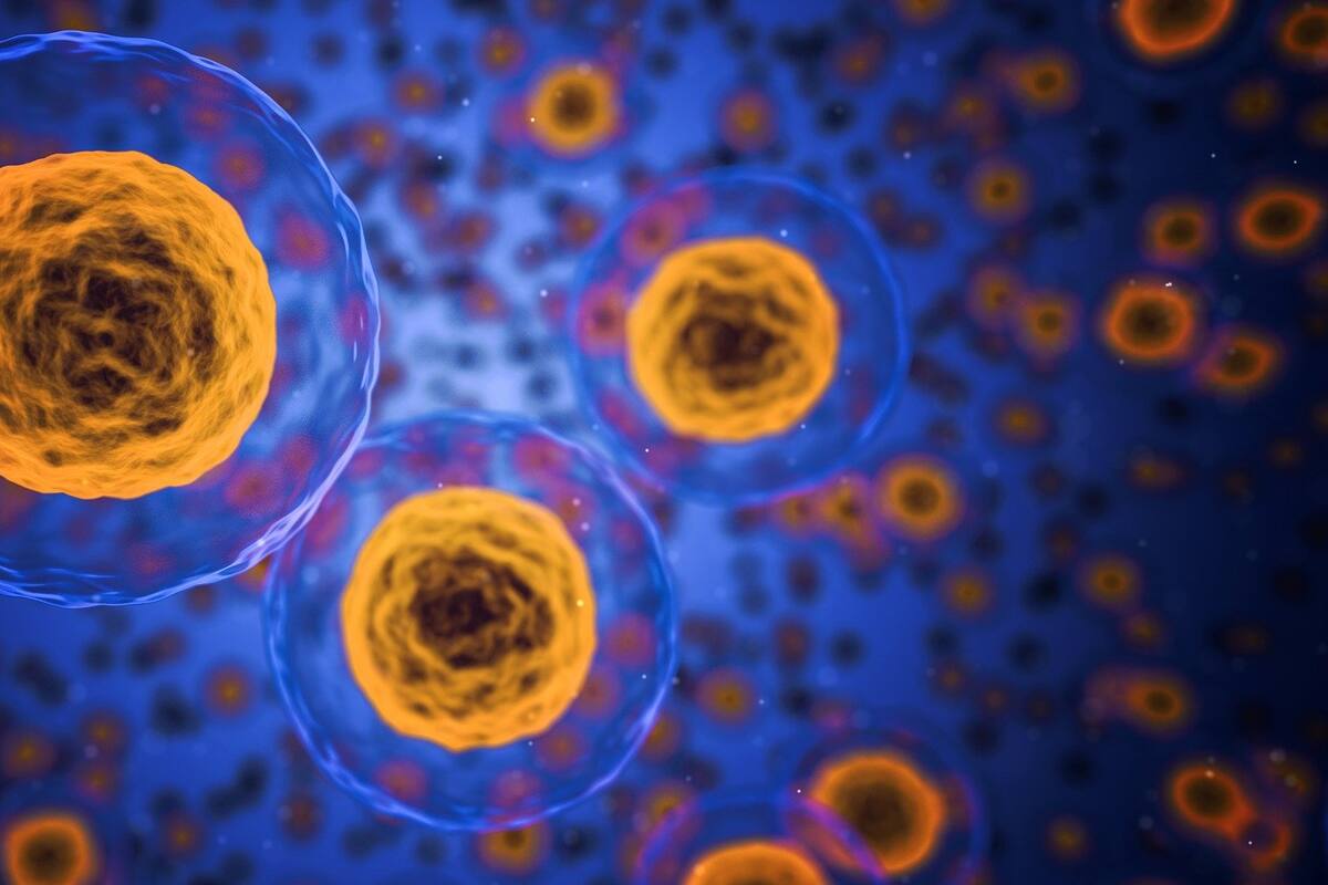 Los miniórganos creados por científicos que revolucionan el conocimiento sobre la covid-19