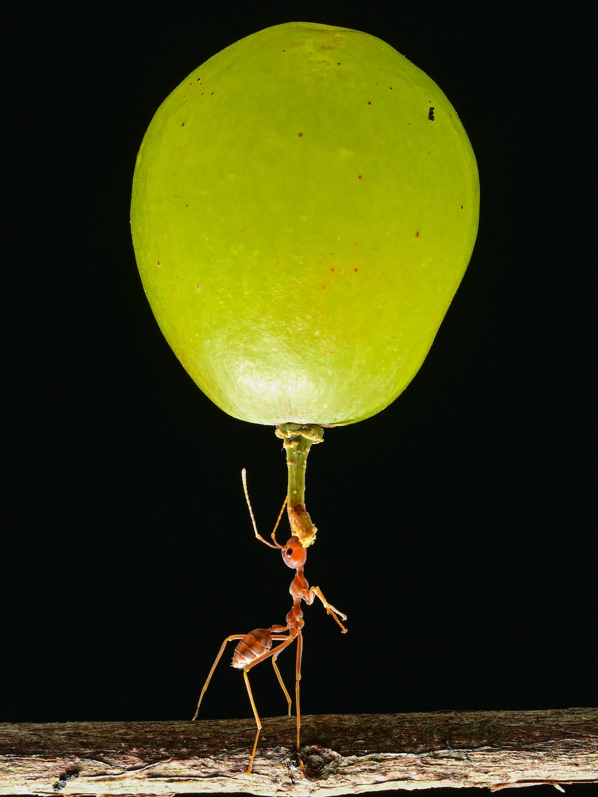 Hormiga equilibrando una uva verde. (Foto: Pexels)