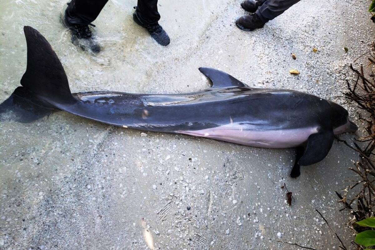 Hallan delfín muerto con manguera en el estómago