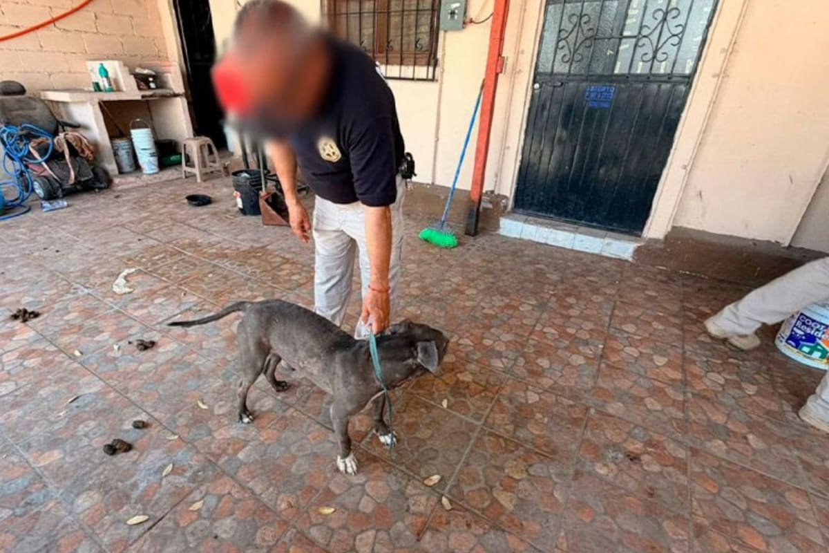 Rescatan a un perro Pitbull en Guaymas durante un cateo policial por maltrato animal y la Fiscalía ya investiga a los responsables