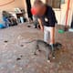 Rescatan a un perro Pitbull en Guaymas durante un cateo policial por maltrato animal y la Fiscalía ya investiga a los responsables