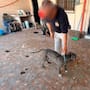 Rescatan a un perro Pitbull en Guaymas durante un cateo policial por maltrato animal y la Fiscalía ya investiga a los responsables