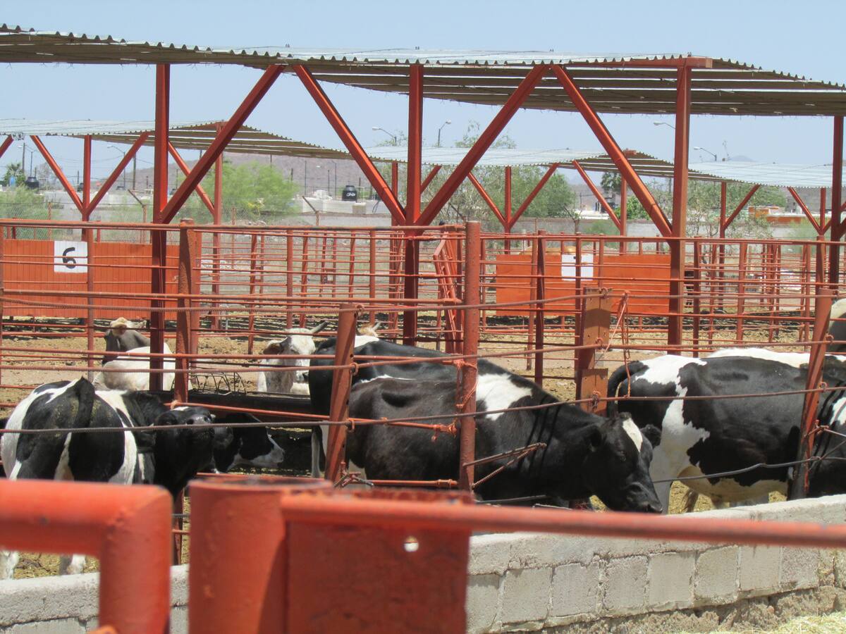 De acuerdo con cifras de la UGRS, se estima que alrededor de 100 mil animales están en espera de ser exportados en cuanto autoridades de Estados Unidos abran la frontera de nuevo. FOTO: BANCO DIGITAL