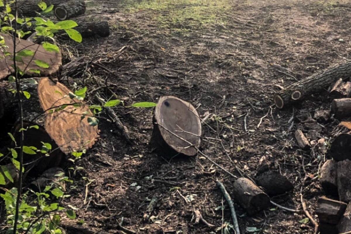 Hermanos enfrentan cargos graves en EU por cortar nogal negro de 250 años