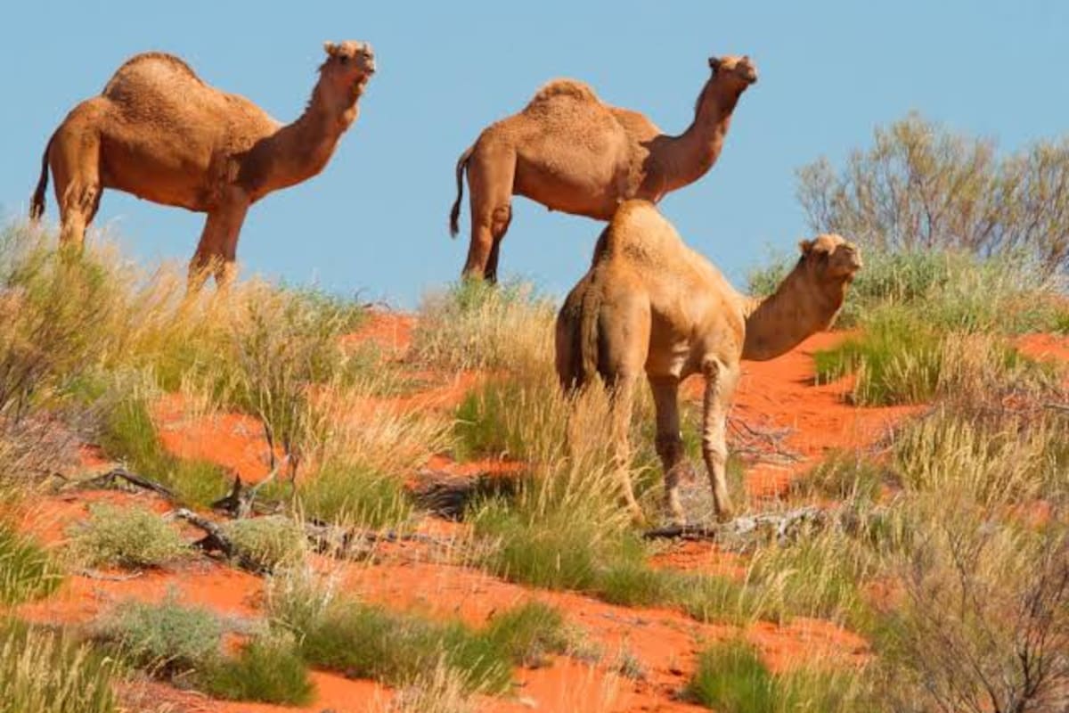 La invasión silenciosa de camellos en Australia y las soluciones insólitas que propone el país