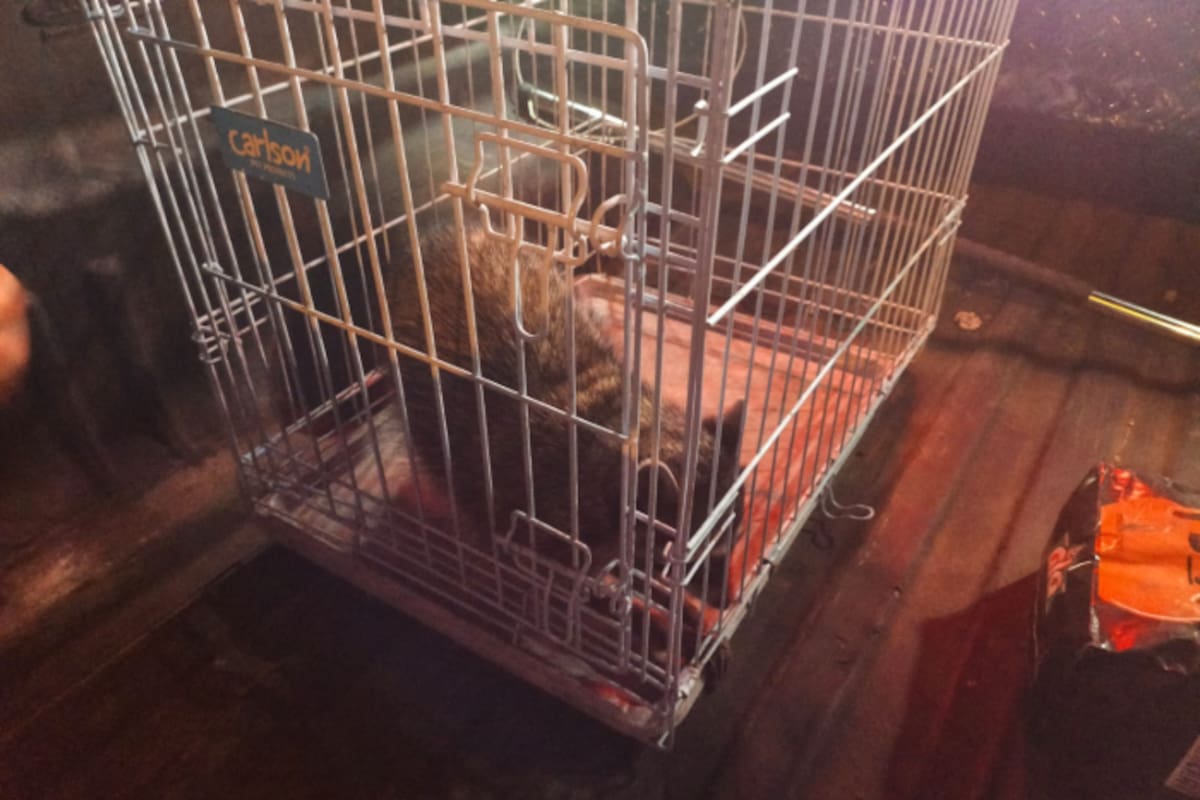 Bomberos atienden reporte por mapache dentro de maquiladora Flex