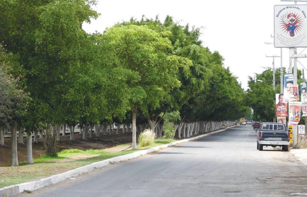 Muy verde luce el bulevar de Villa Bonita que alberga más de 300 arboles en aproximadamente 5 kilómetros.