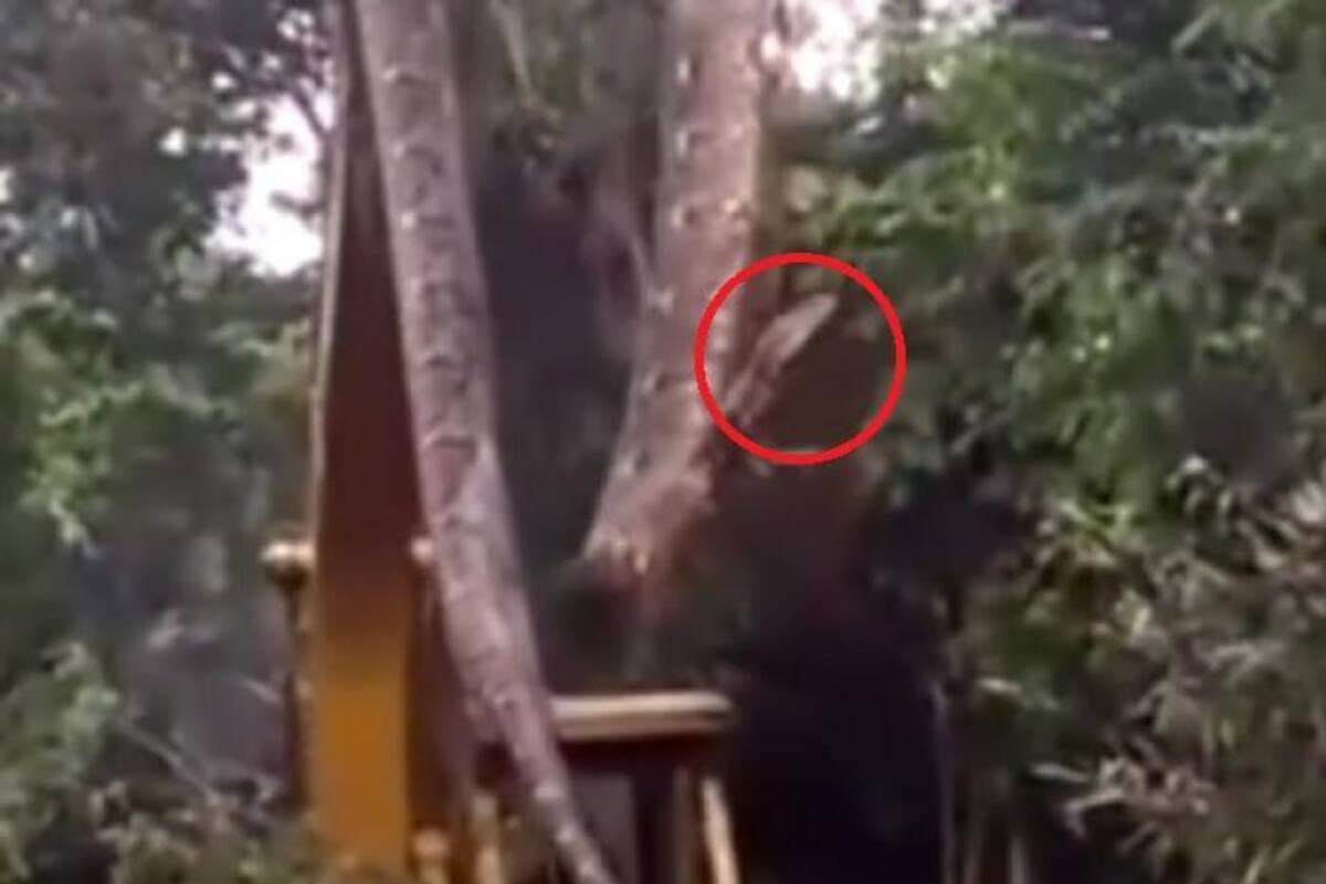 VIRAL: Grúa captura a la serpiente más grande del mundo que asustó a taladores de bosque