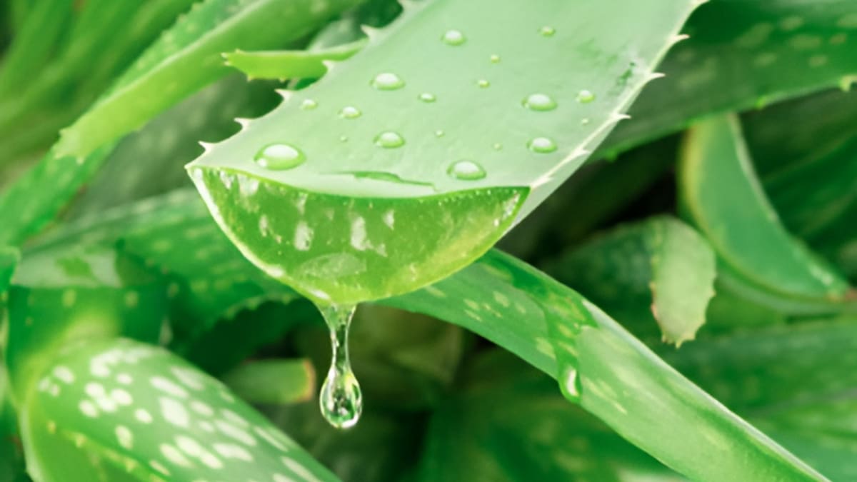 La sábila, también conocida como aloe vera, es una planta utilizada ampliamente en medicina y cosmética | Foto: iStock