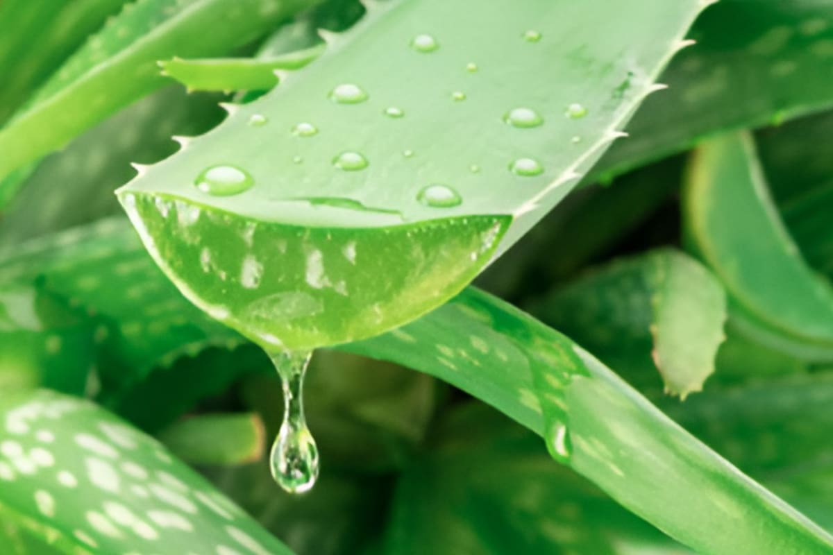 Sábila: La planta que hidrata y elimina manchas de la piel