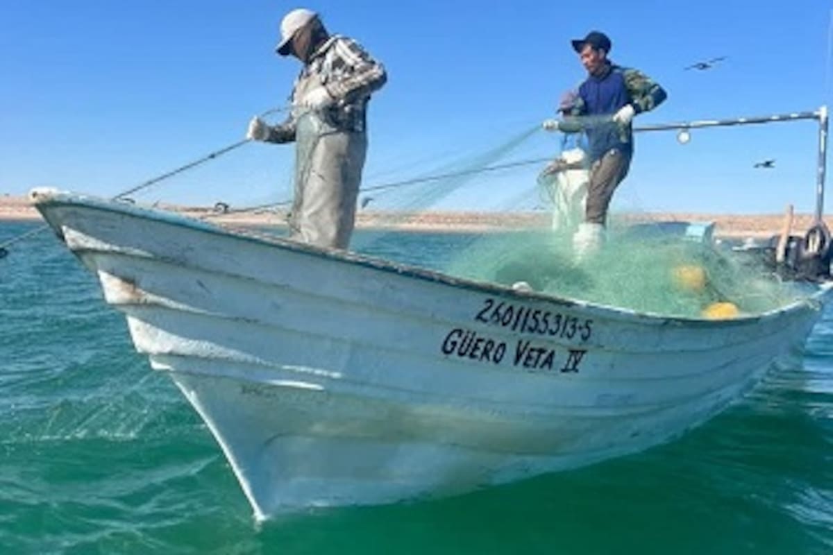 Viven pescadores situación crítica en plena temporada del camarón
