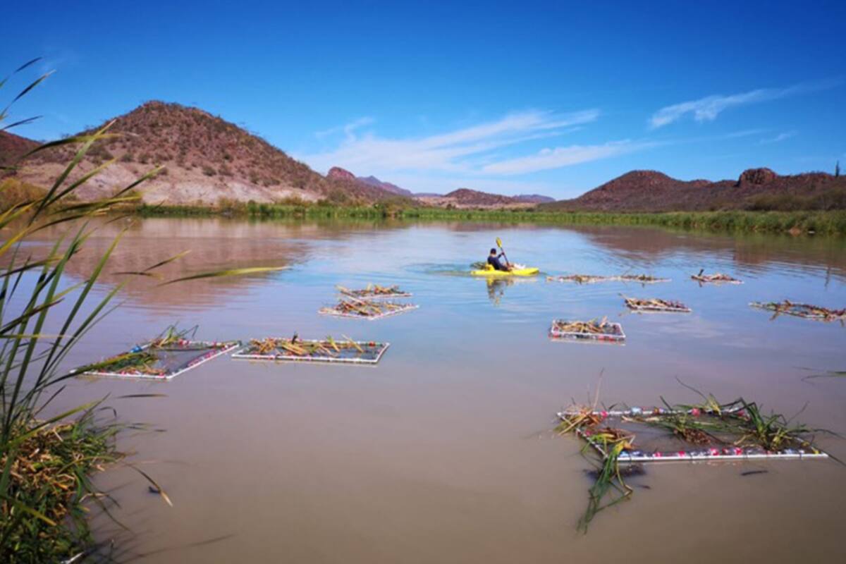 Instalarán humedal artificial para remediar la contaminación en laguna en Guaymas