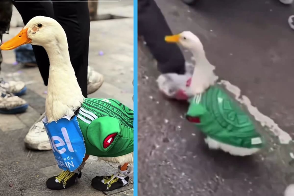Conoce al Pato Mundialista: quién es Merlín y cómo se convirtió en la sensación viral del Mundial 2026