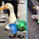 Conoce al Pato Mundialista: quién es Merlín y cómo se convirtió en la sensación viral del Mundial 2026