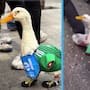 Conoce al Pato Mundialista: quién es Merlín y cómo se convirtió en la sensación viral del Mundial 2026