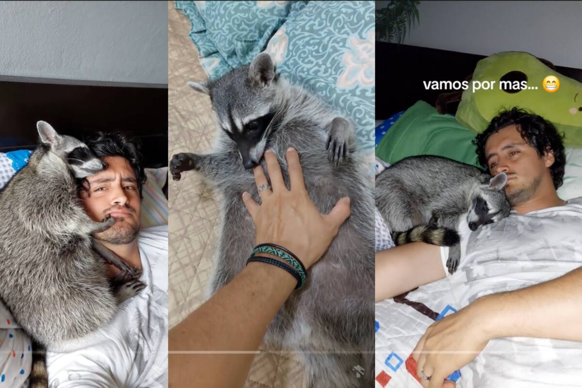 Hombre comparte cómo ha sido su vida en un año después de adoptar a un mapache | TikTok