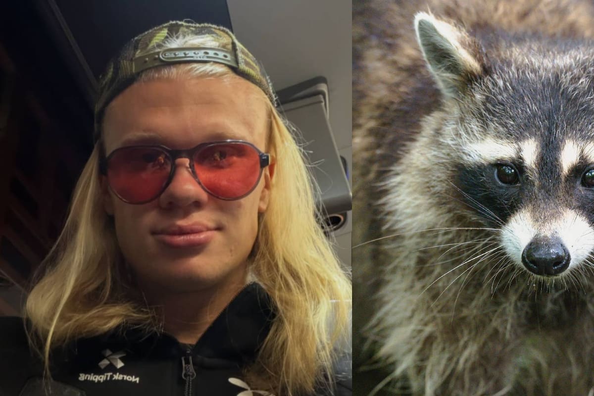 Haaland llega a Noruega acompañado de su “nuevo amigo”, un mapache disecado y pidió sus seguidores en redes sociales ayudarle a conseguir un nombre