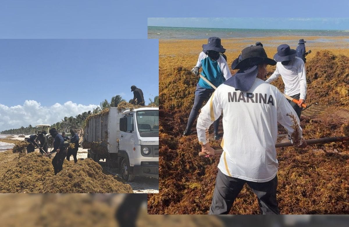 El Gobierno de Quintana Roo y la Secretaría de Medio Ambiente anunciaron previamente la incorporación de una embarcación con capacidad para recolectar hasta 600 toneladas de sargazo diarias. | Foto: Semar/Especial
