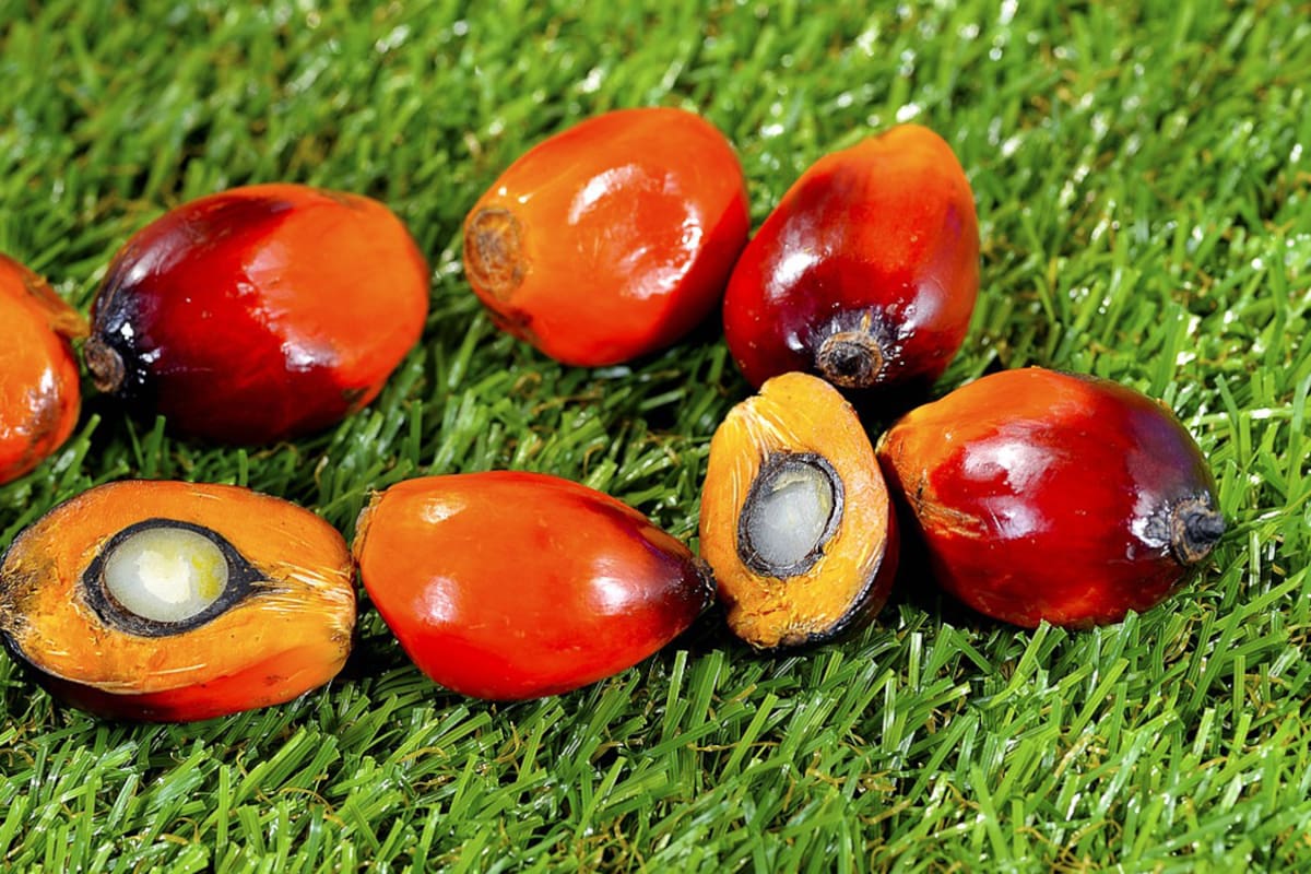 El compromiso de NaturAceites en Guatemala con los derechos humanos y el desarrollo sostenible