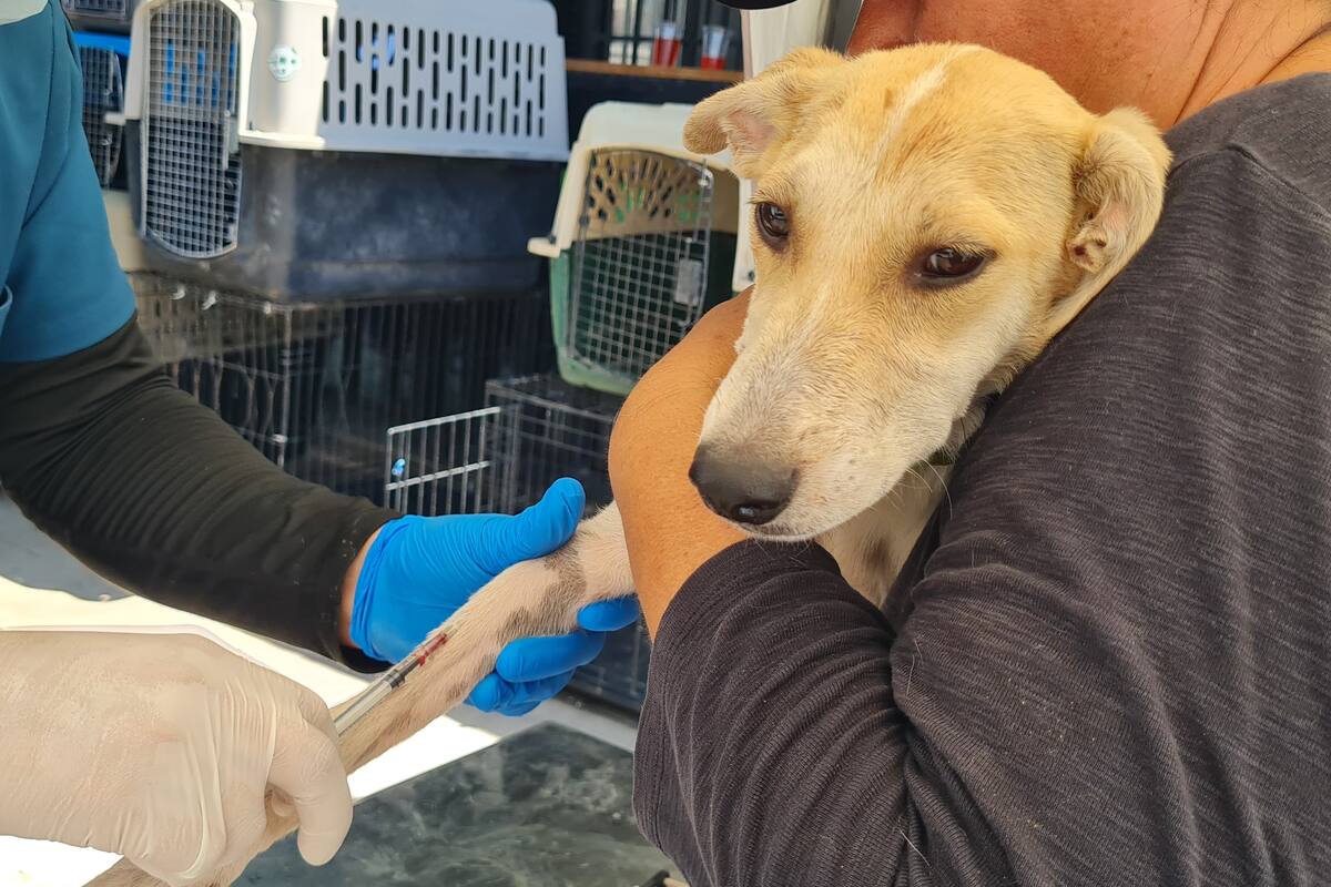 Instituto de Protección y Bienestar Animal Hermosillo esteriliza a 150 mascotas gratis en cada jornada