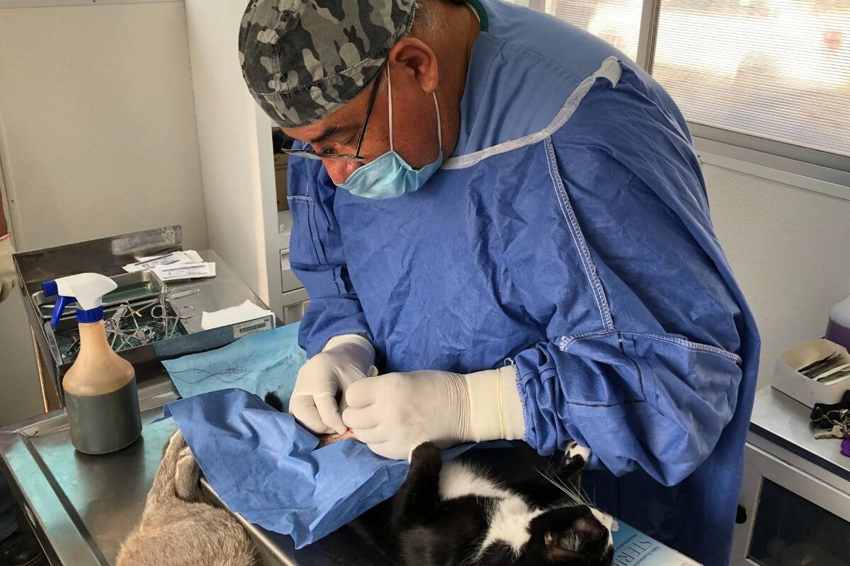 Habilitan la esterilización de mascotas en Ensenada