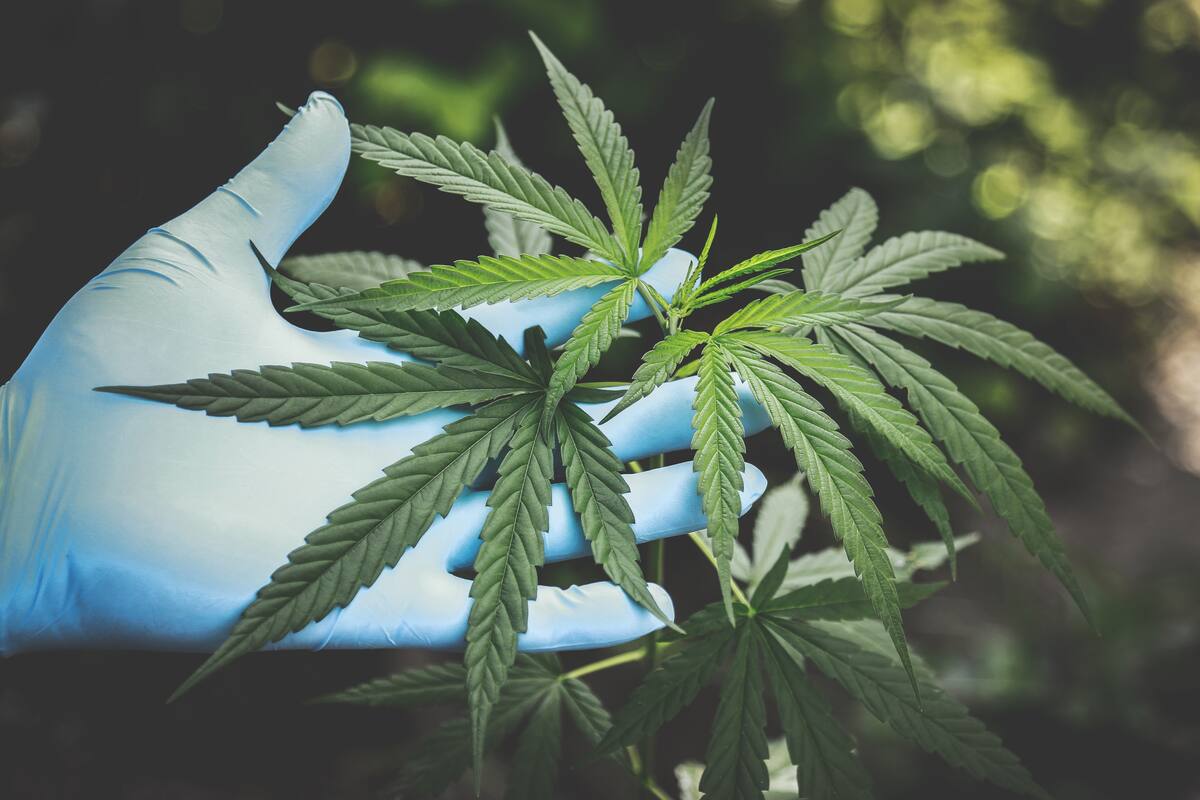 "Persecución cero" a consumidores de mariguana, propone alcalde en CDMX