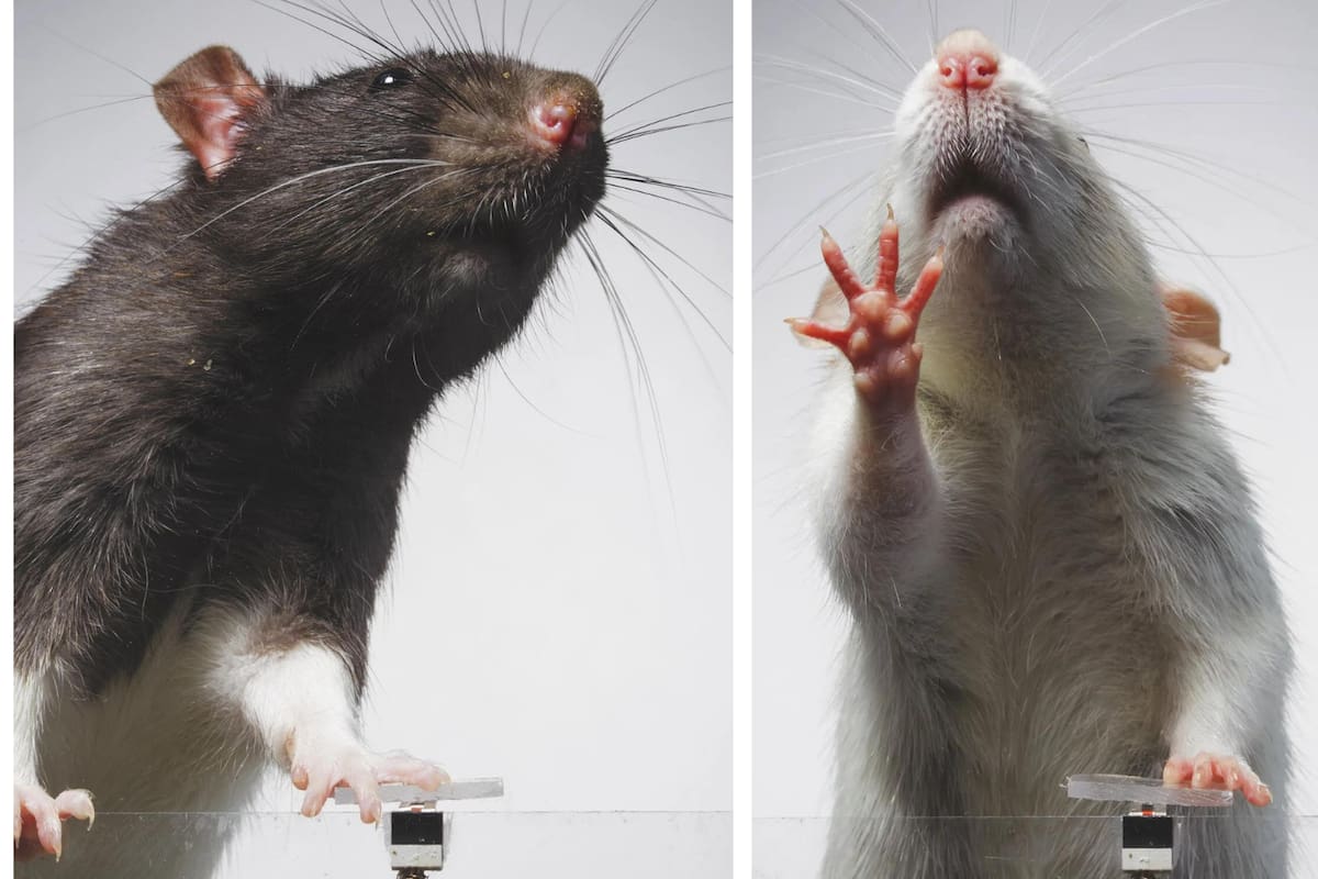 ¡Selfie de ratón! Fotógrafo parisino crea una cabina de fotos para roedores