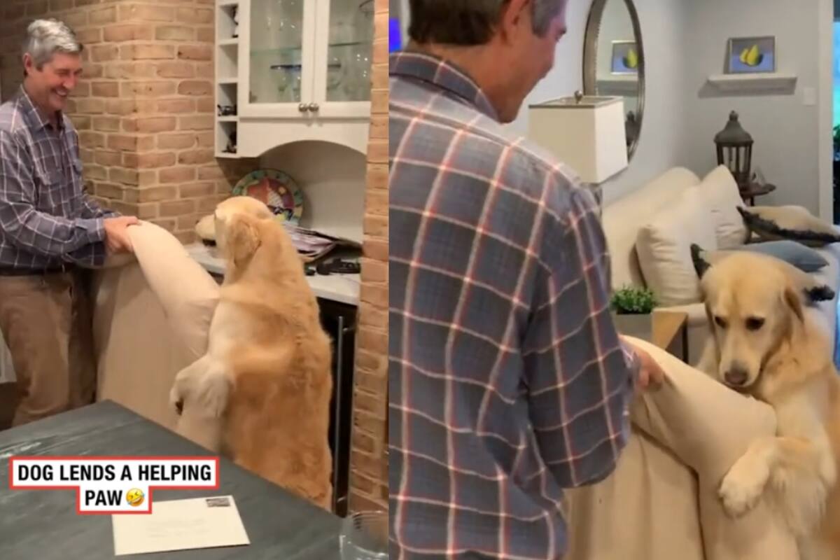 Perro se vuelve viral por ayudar a cargar su propia cama como si fuera humano