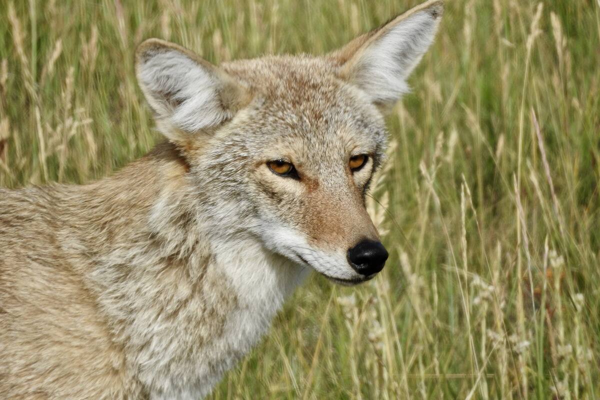 Se atora en una defensa un coyote