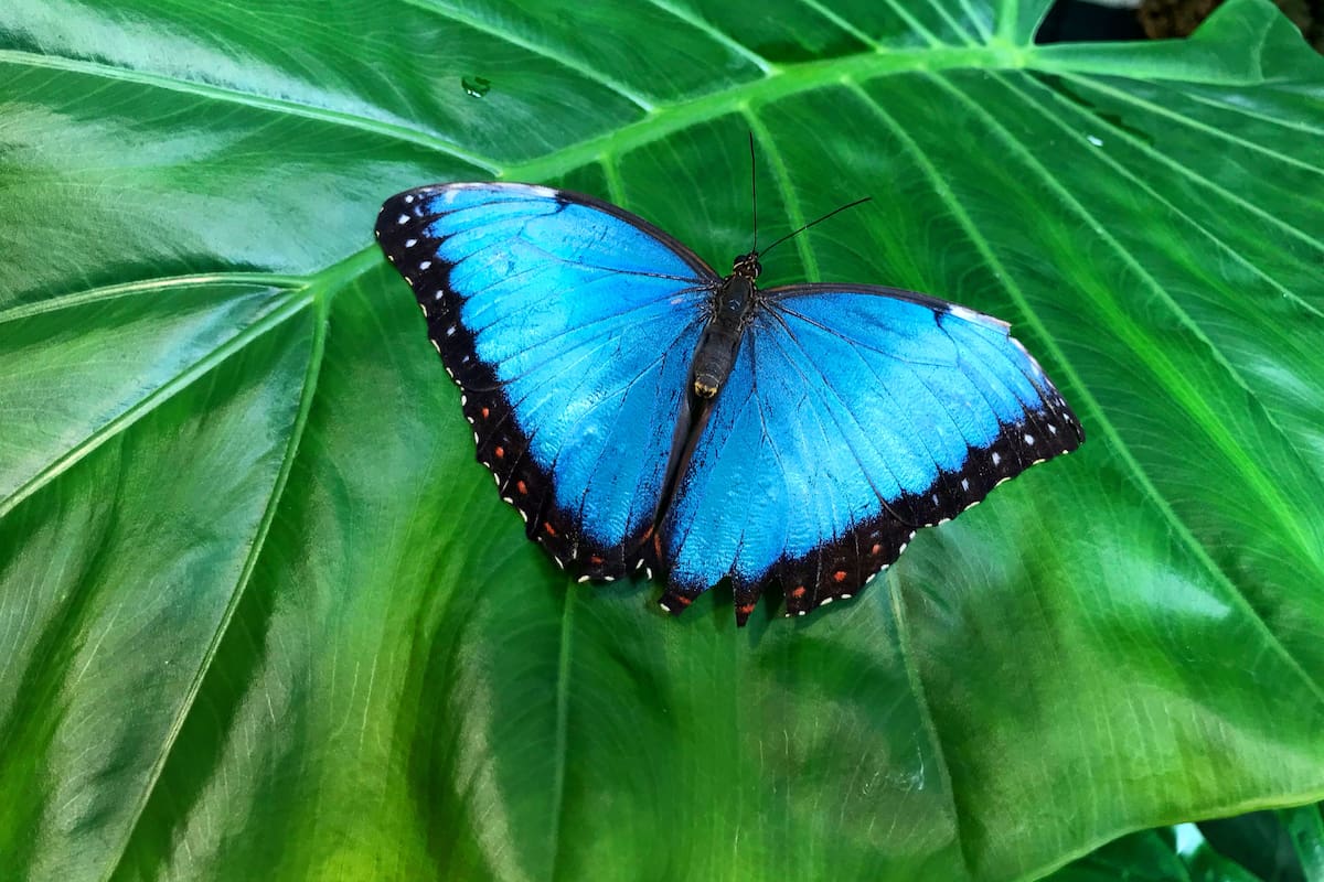 Naturaleza y Aprendizaje: El Encanto de las Mariposas en Tucson