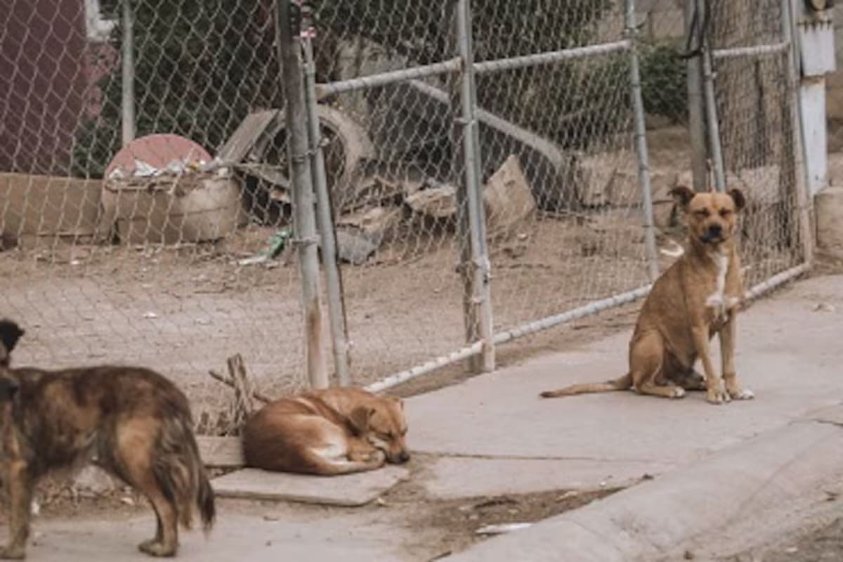Caninos no eligen atacar
