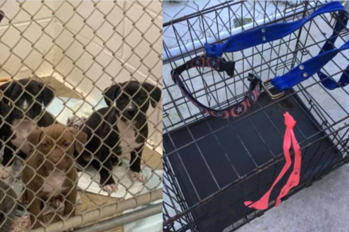 ¡Indignante! Encuentran a perrita arrastrando jaula con sus bebés
