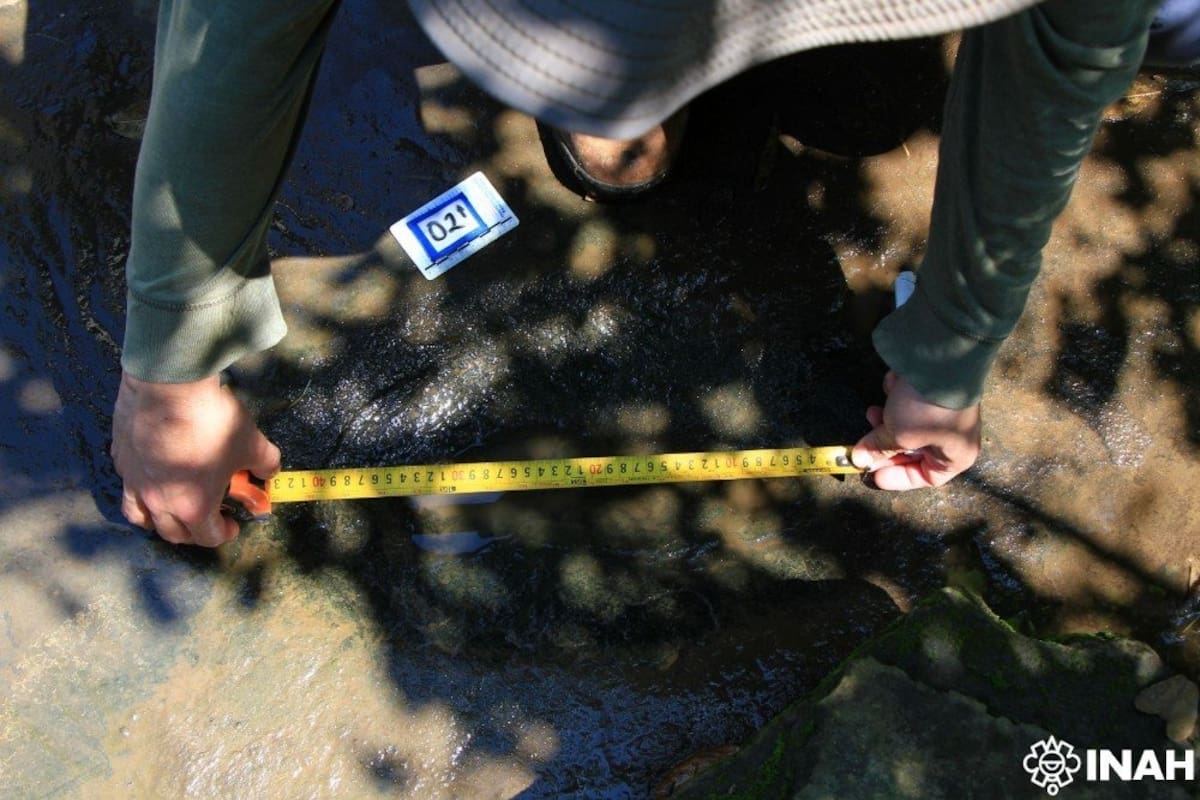 Un aviso vecinal en un arroyo de Michoacán destapó un yacimiento prehistórico con 50 huellas de dinosaurios que habitaron el país hace 65 millones de años. Foto: INAH