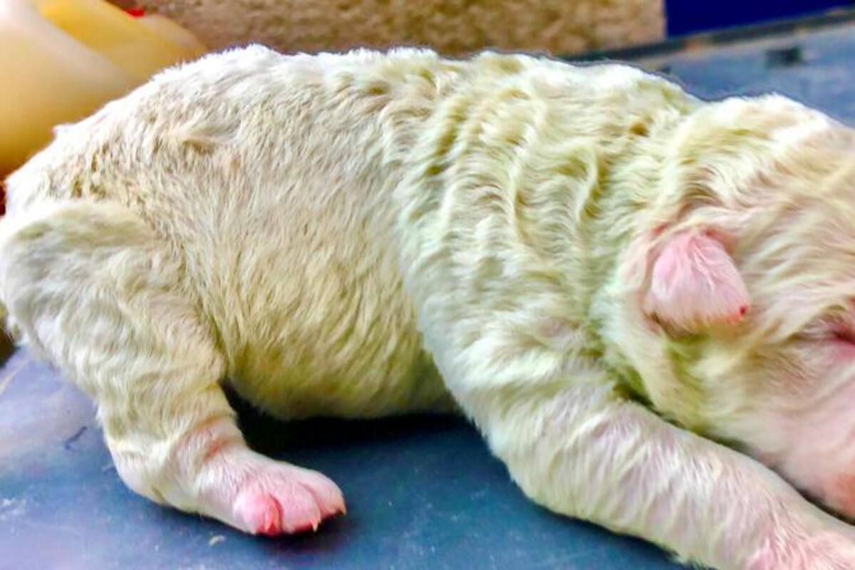 ‘Pistacho’ el cachorro de pelo verde que se robó el corazón de sus dueños