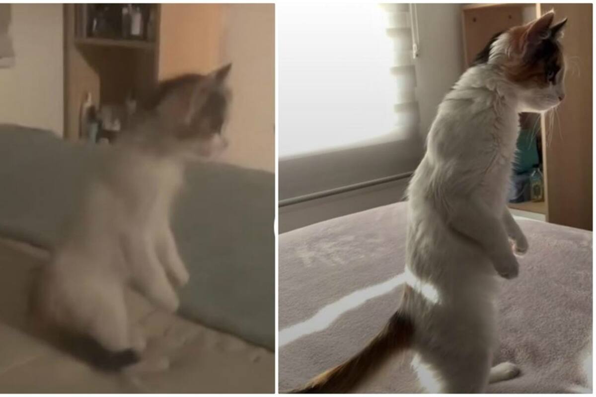 Gatito sorprende a su dueña por pararse "como humano"