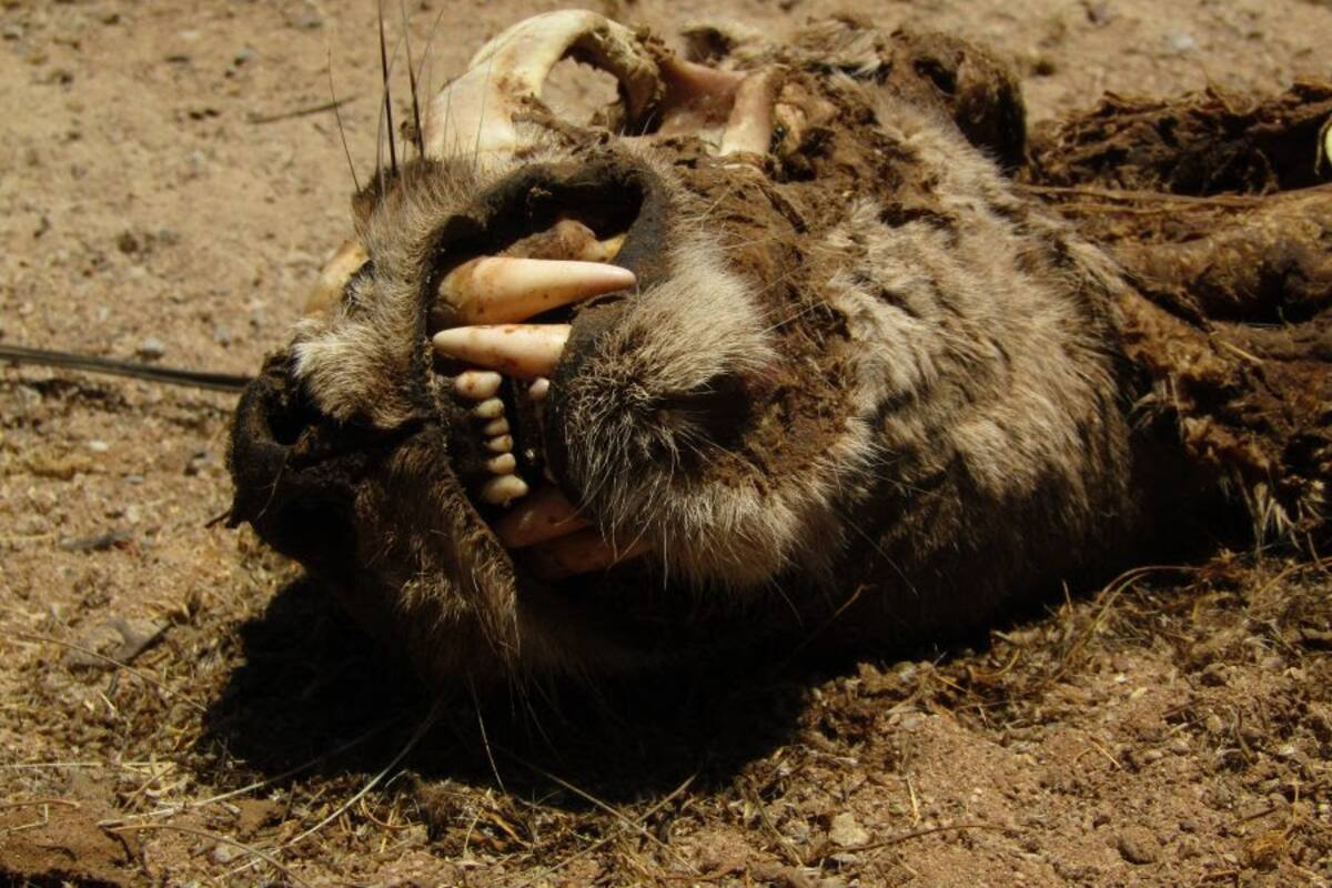 Fuerte imagen de puma que fue atropellado y murió en Sonora