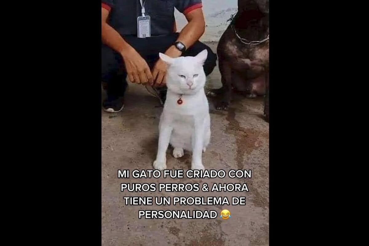 TIKTOK VIRAL: Gatito crece a lado de pitbulls y se "comporta" como ellos