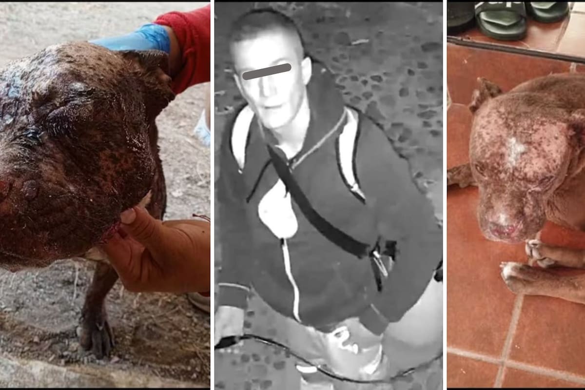 Video: Atacan con ácido a dos perros en Oaxaca; vecinos exigen justicia