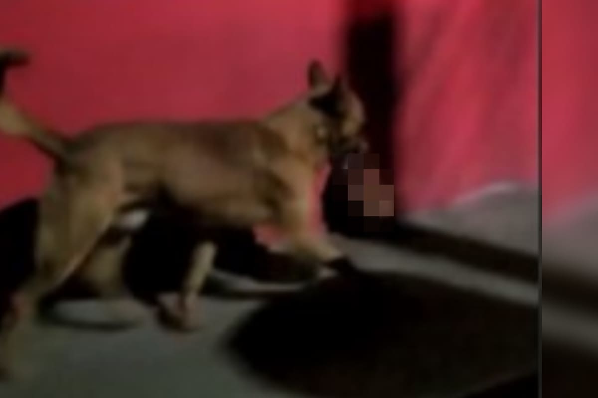 Captan a perro paseando con cabeza humana por las calles de Zacatecas (Imágenes sensibles)