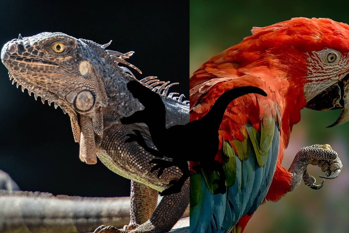 ¿Qué animales podrían ser los descendientes más próximos de los dinosaurios?