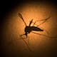 Registran cuatro casos de dengue en BC durante 2026