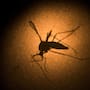 Registran cuatro casos de dengue en BC durante 2026