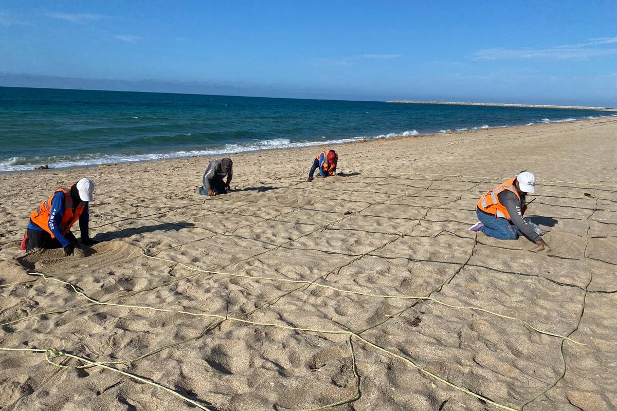 Atacan presencia de garrapatas en dos playas de Peñasco, ¿Cuáles?