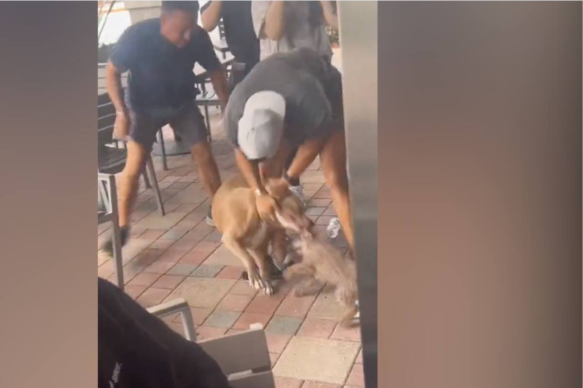 Video de Pitbull atacando perrito en un restaurante “pet friendly” desata debate