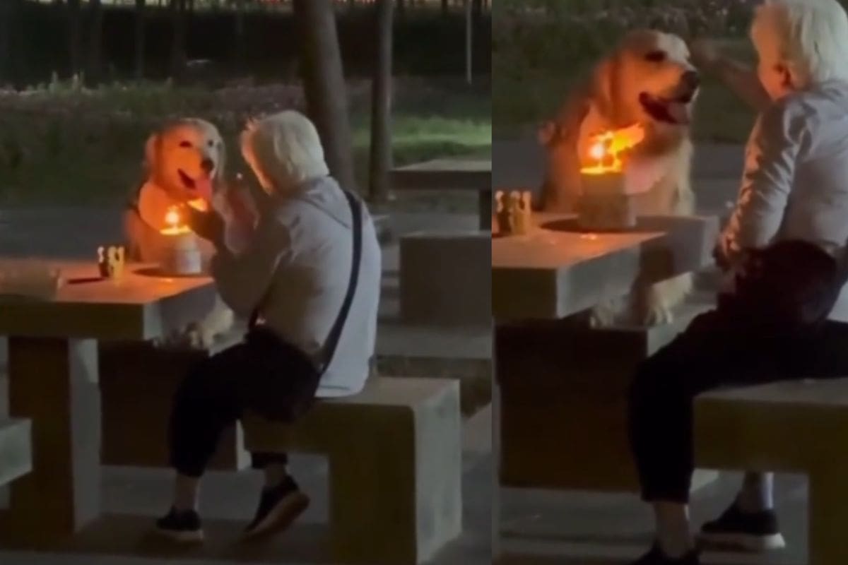 Abuela celebra a su perro en el parque; él ignora el pastel y sólo la observa