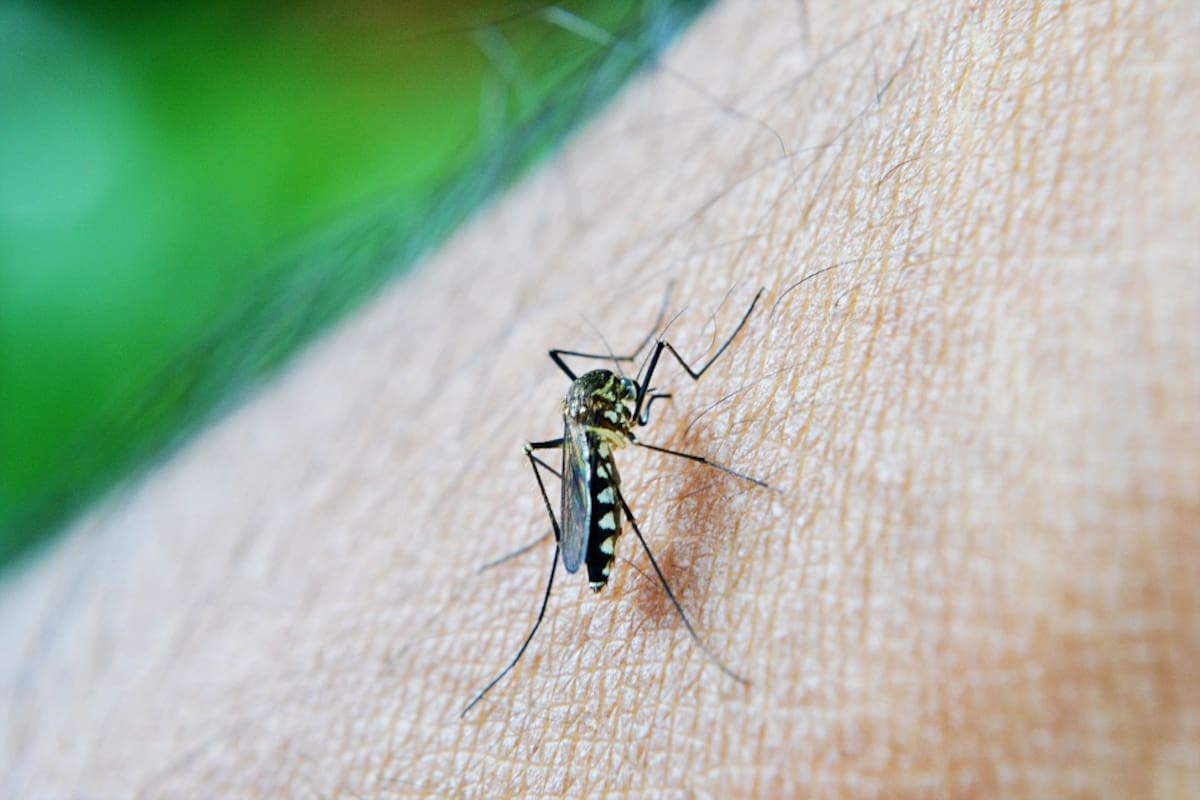 Aumenta 312% más casos de dengue y en ocho meses no se compró insecticida