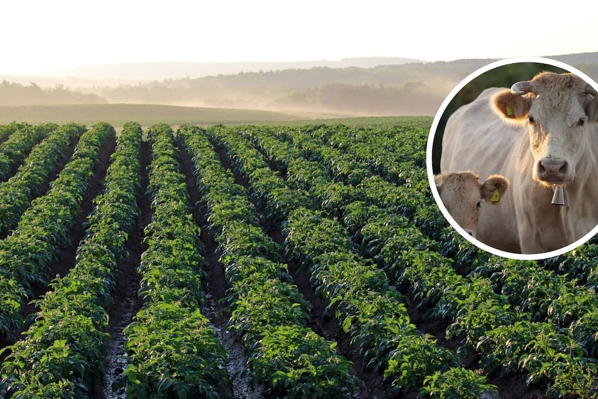 Día Internacional de la Agricultura: origen, importancia y avances tecnológicos